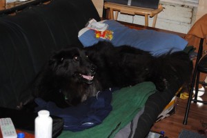 Cooper on the futon